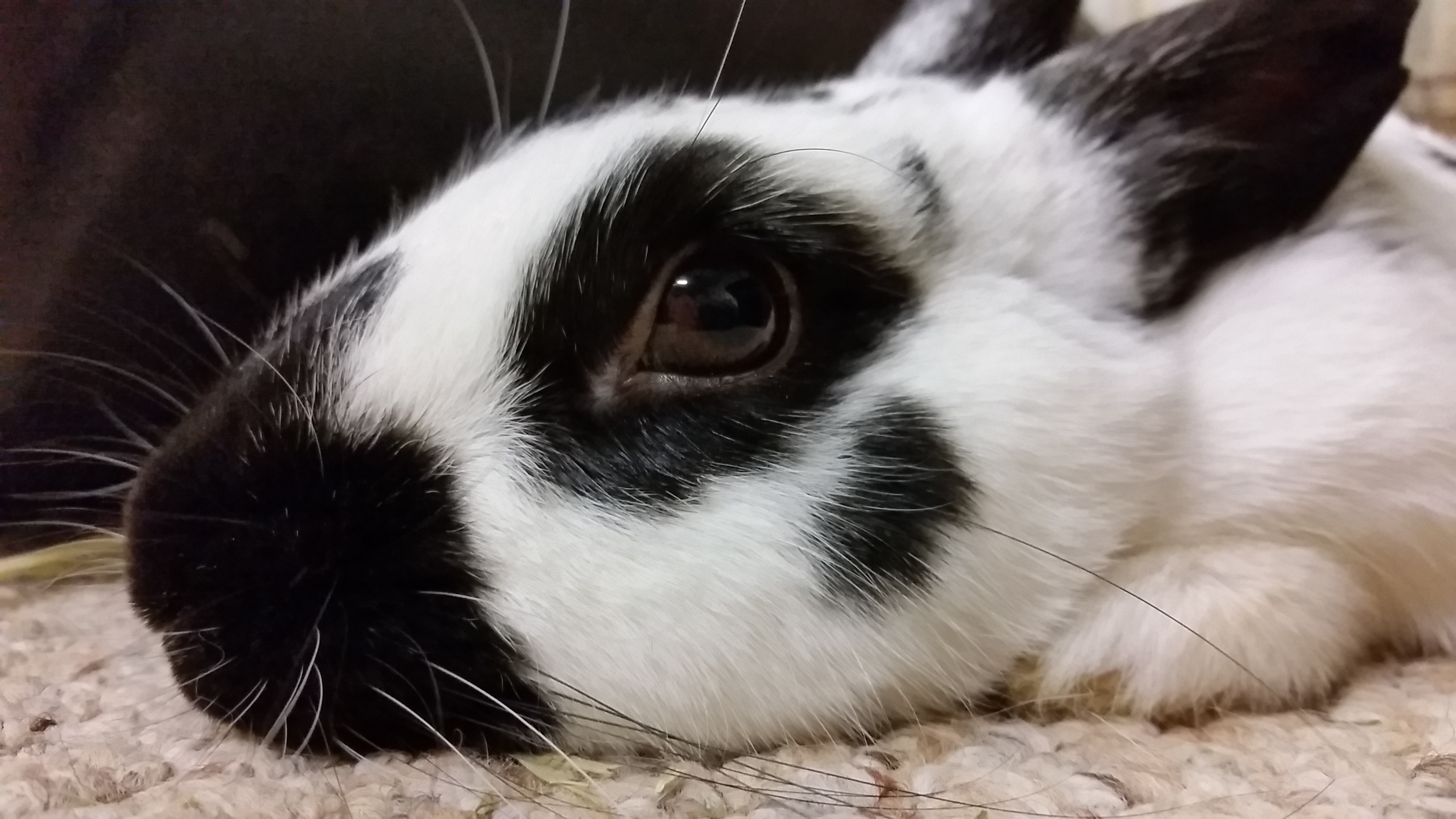 Identifying Rabbit Pain