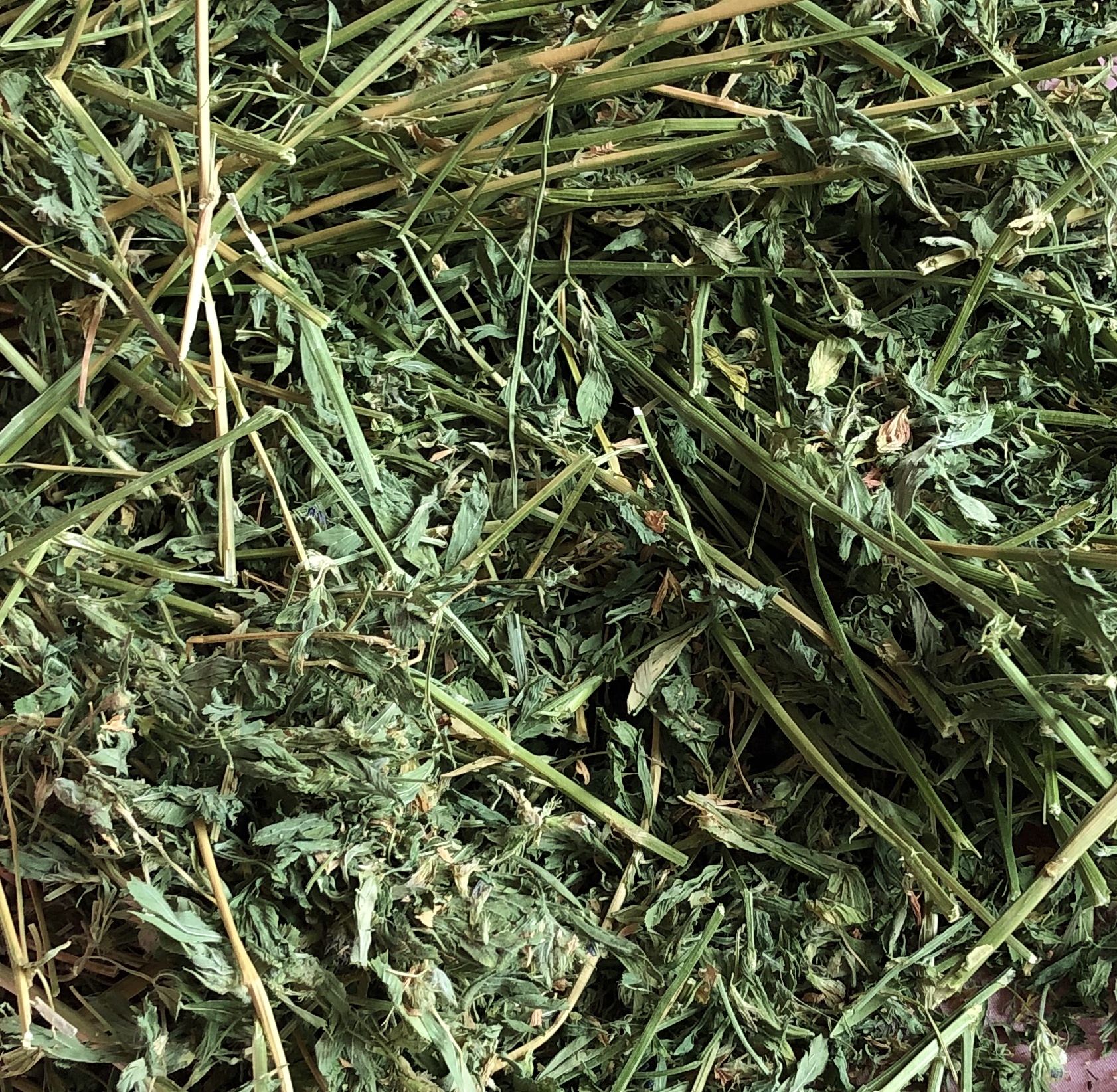 is alfalfa hay good for bunnies