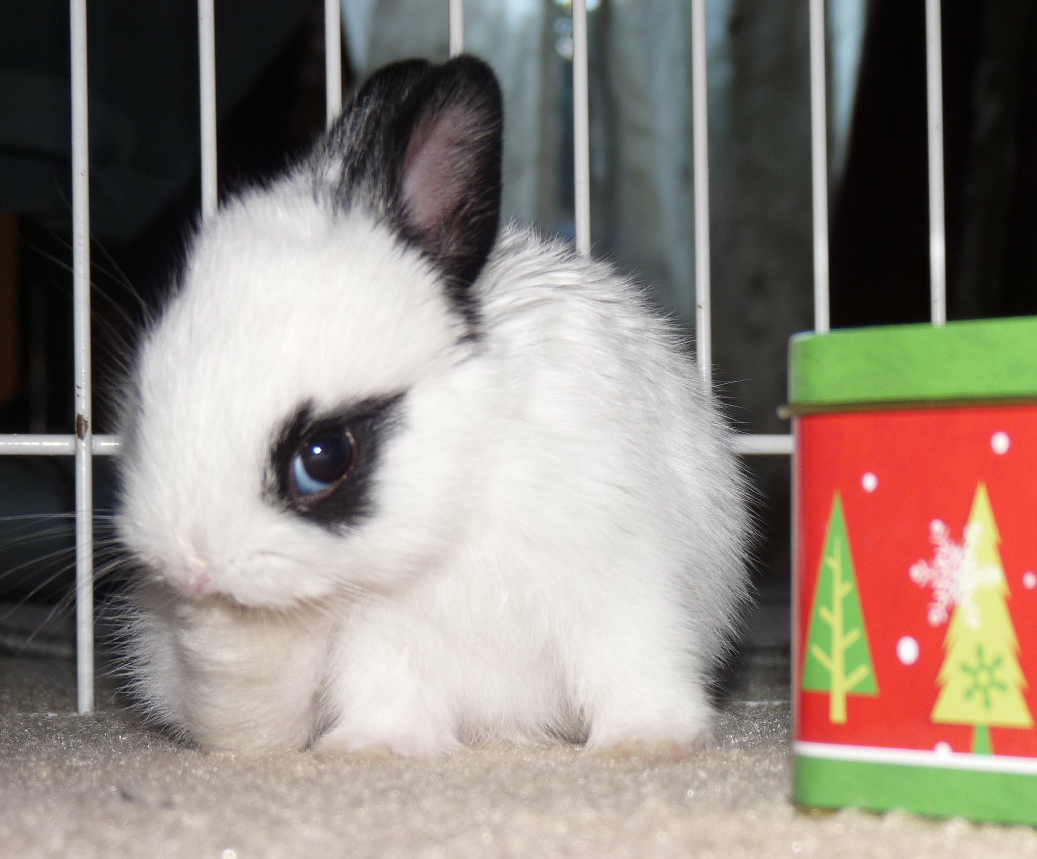 Mellow clearance dwarf rabbit