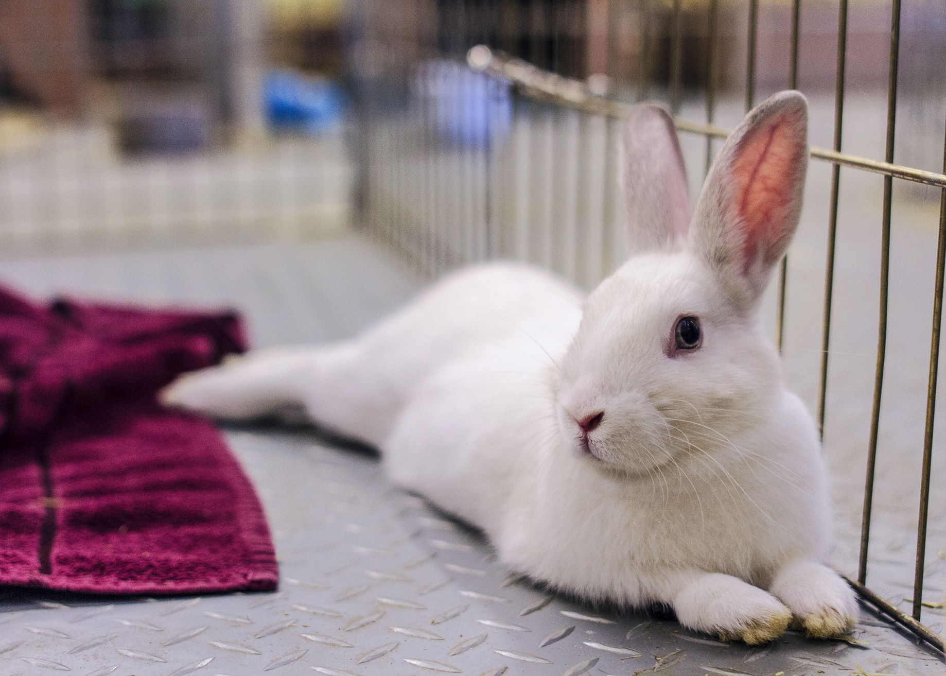 rabbit-safe-litter