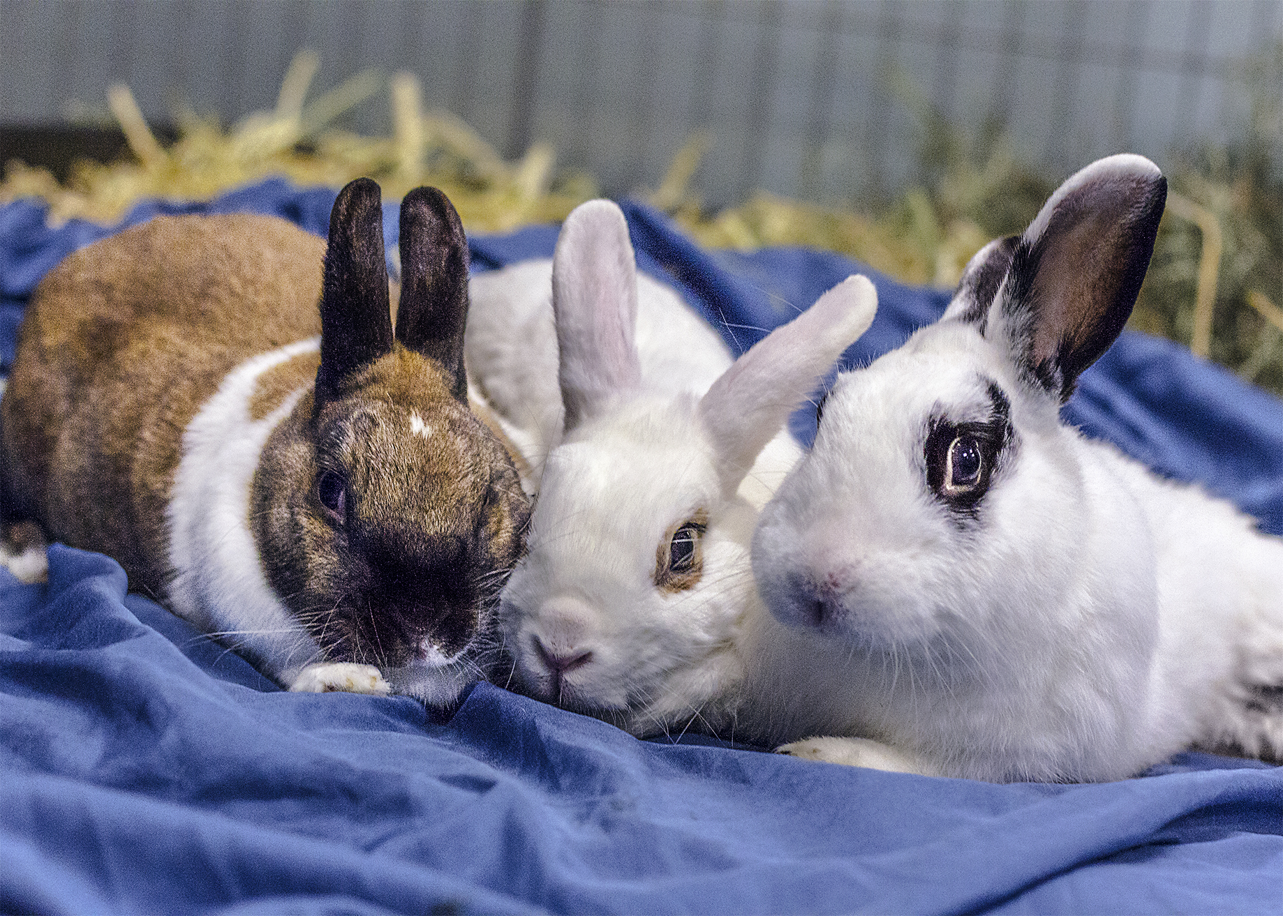 Bonding Rabbits FAQ