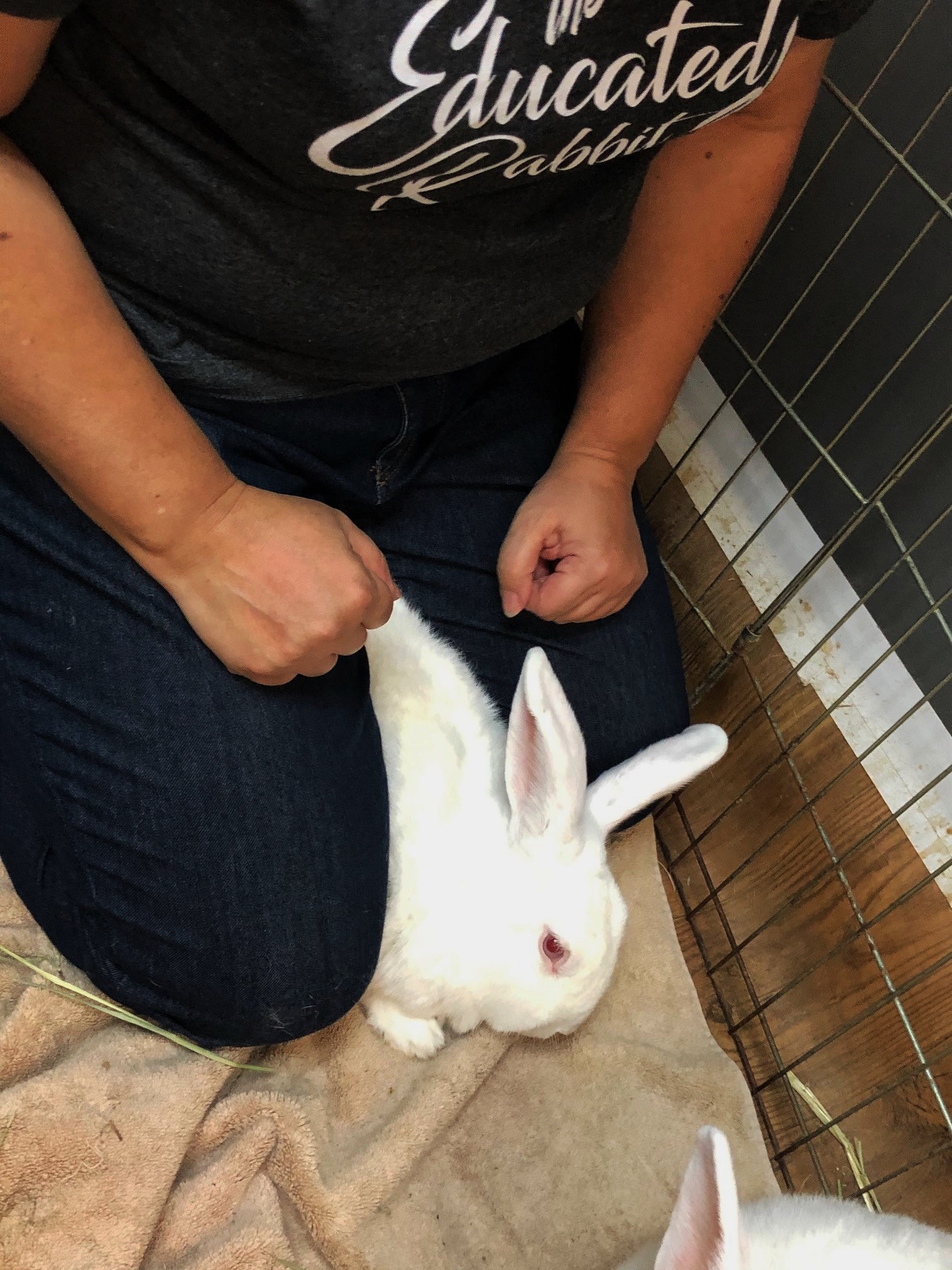 Caring for Head Tilt Rabbits