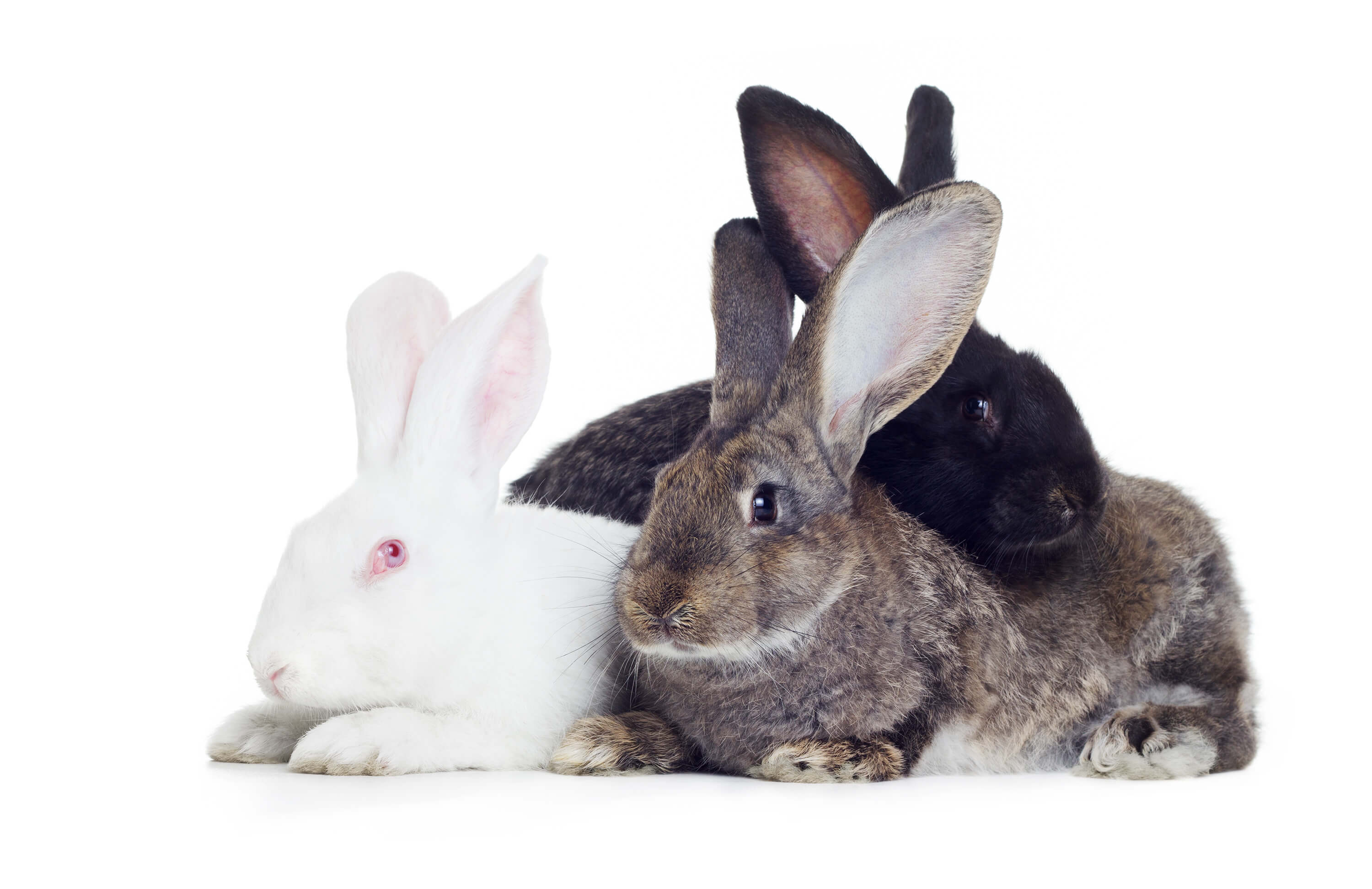 Basic Rabbit Care Facts