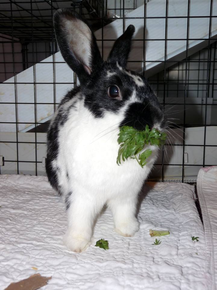 Vegetables for Rabbits