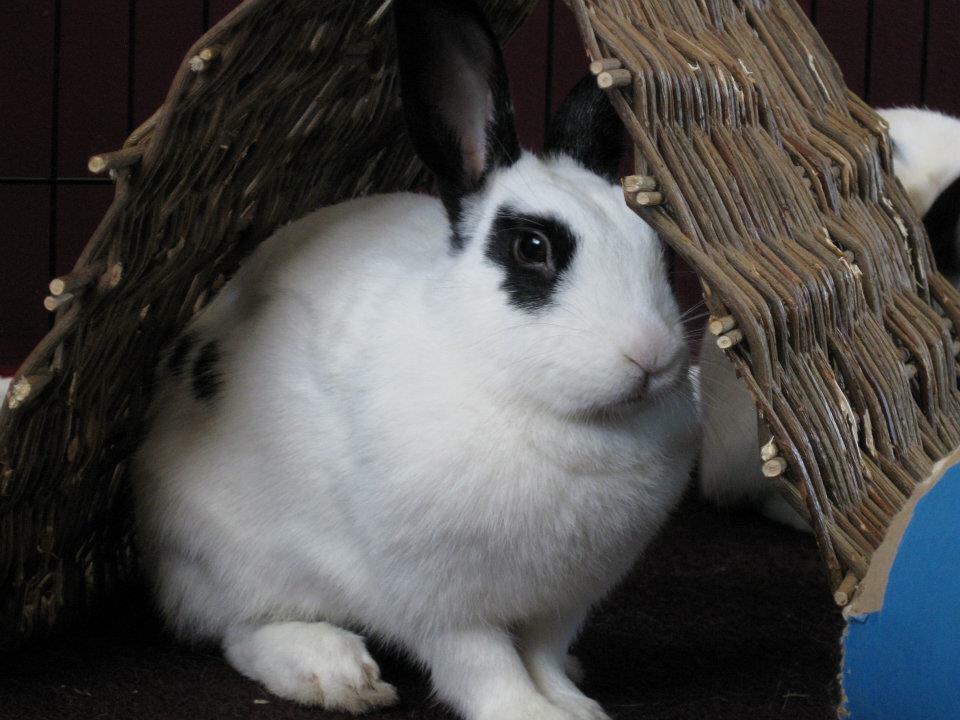 Handling Rabbits