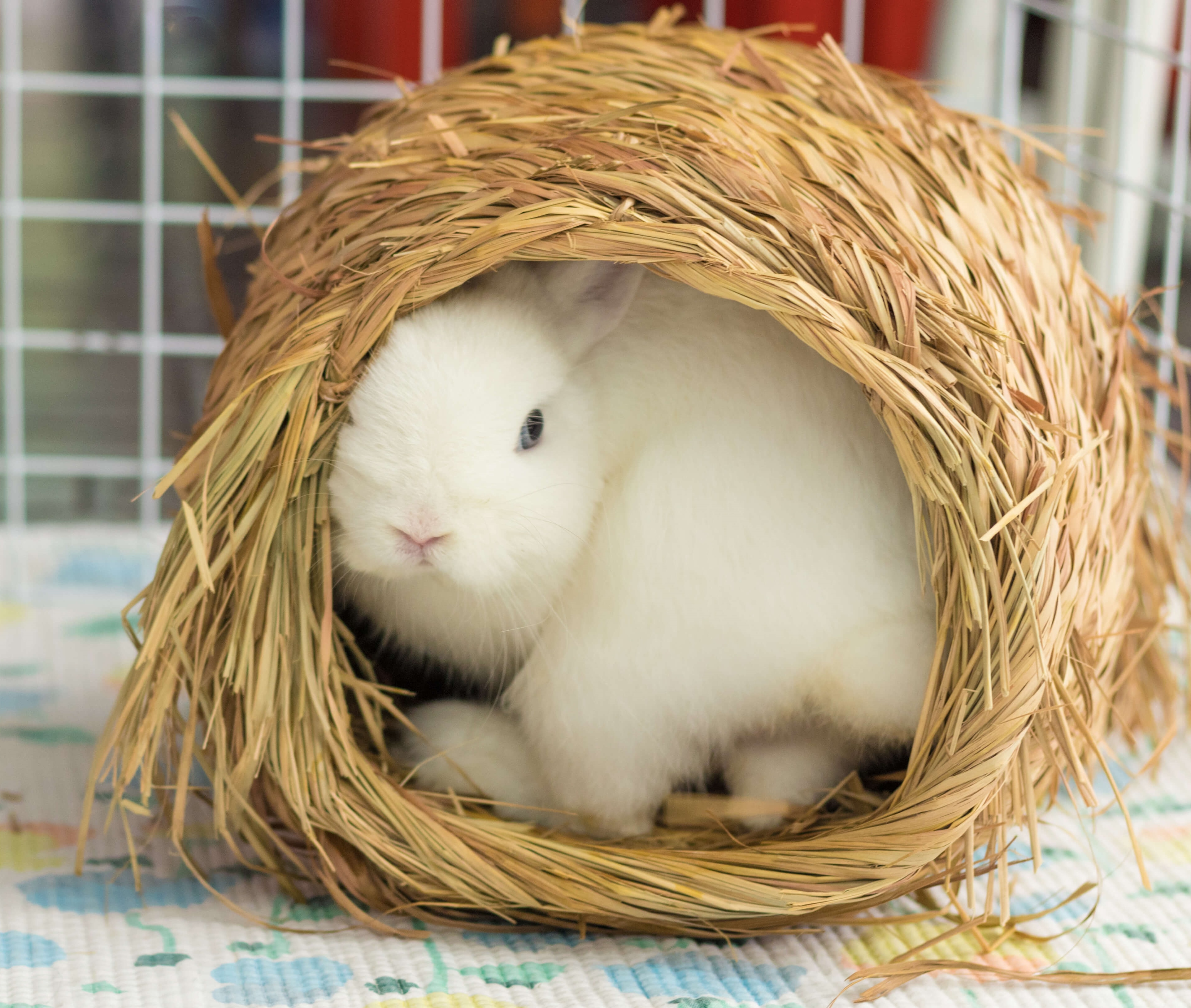 Best Unique Gifts And Gift Ideas For Rabbit Lovers And Bunny Owners »  Newspaper Cat