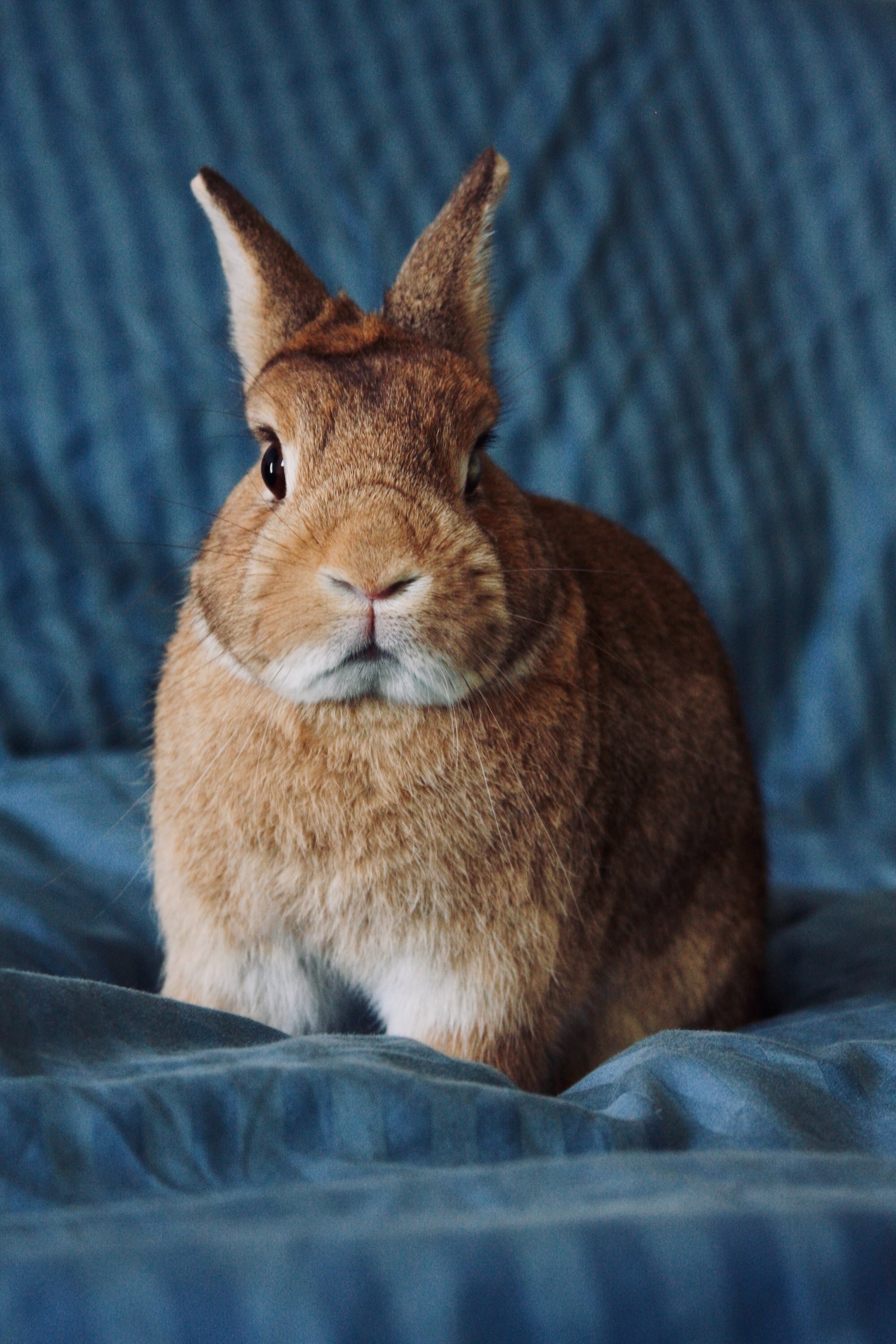 7 Gift Ideas for Rabbit Owners | Budget Earth