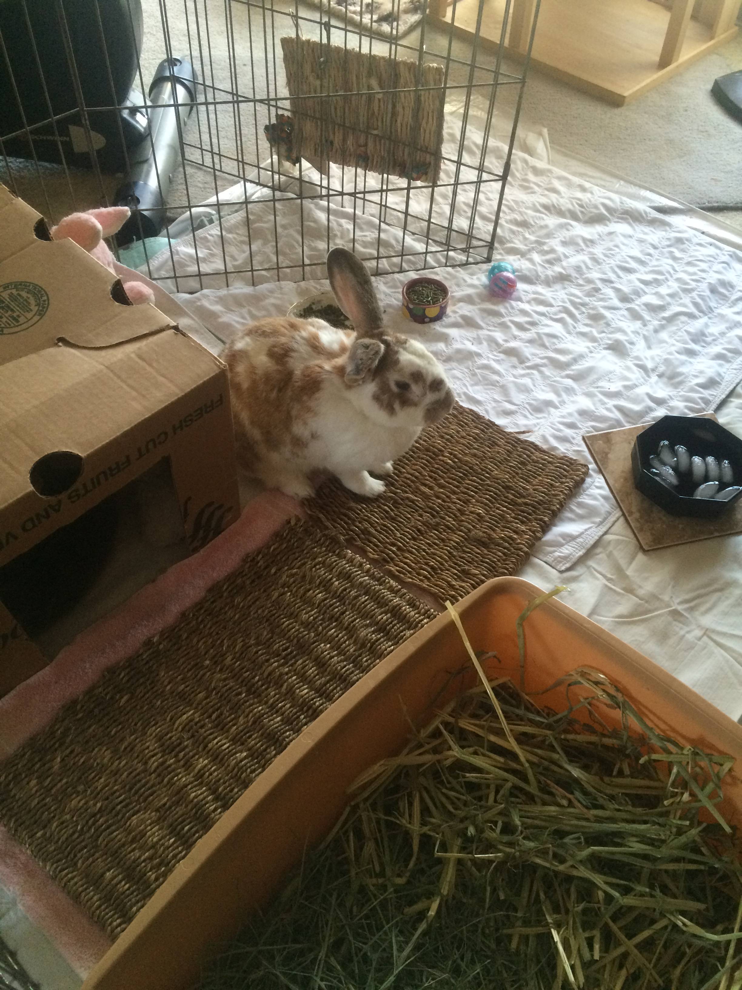 House rabbit supplies best sale